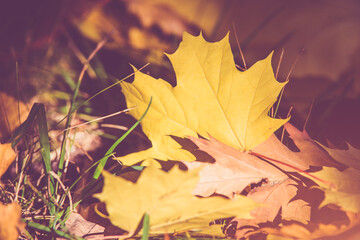 Autumn background-maple leaves fallen leaves lying on the grass

