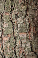 bark of a tree