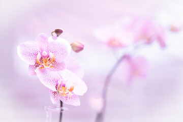 Orchidee mit unscharfen Hintergrund (pink, rosa, lila)