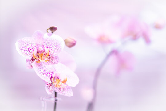 Orchidee mit unscharfen Hintergrund (pink, rosa, lila)