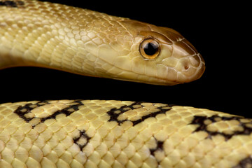 Middle American Gopher Snake (Pituophis lineaticollis)