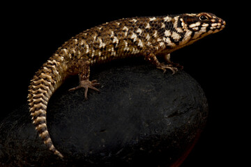 Hosmer's spiny-tailed skink (Egernia hosmeri)