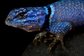 Minor Lizard (Sceloporus minor minor )