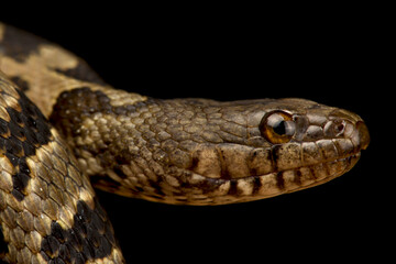 Brown Water Snake (Nerodia taxispilota)