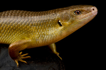 Major skink (Bellatorias frerei )