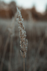 Boho jesienny poranek w Polsce  © katarzyna