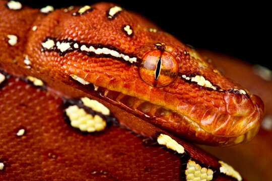 Green tree python (Morelia azurea)