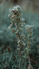 Boho piękny, mroźny, jesienny poranek w Polsce
