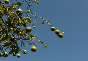 ramas de un árbol de limonero lleno de limones verdes