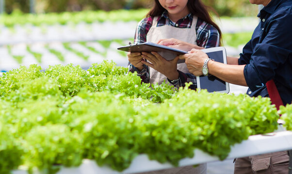 Young farmer is doing an apprenticeship in a hydroponics vegetable farm. - Powered by Adobe