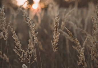 Boho jesienny poranek w Polsce  © katarzyna
