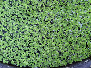Duckweed is a floating species of fern that is commonly grown in ponds. Scientific name: Lemna...