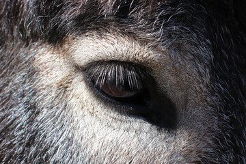 close-up of a donkey eye