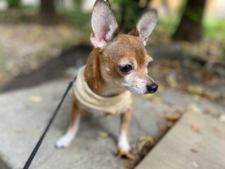 chihuahua puppy on the street