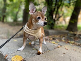chihuahua standing on the street and looking in other side 