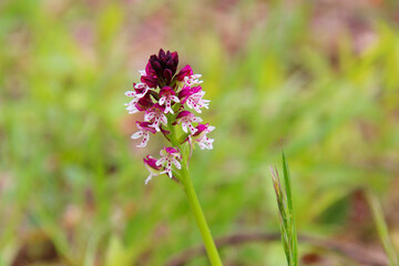 Burnt-tip orchid (Neotinea ustulata ) in the Kaiserstuhl hills endangered species in Germany