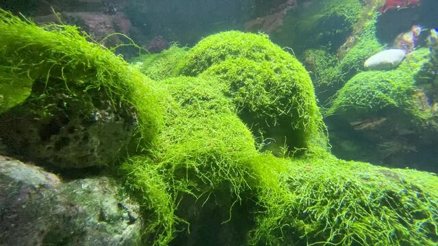 Algues vertes d'un aquarium