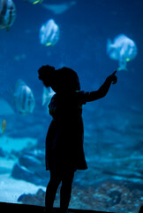 silhouette of the aquarium 