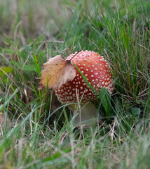 Psychedelic red mushroom - fly agaric (
Amanita muscaria) 