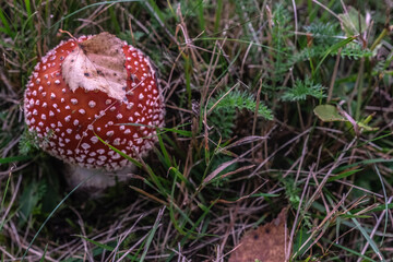 Psychedelic red mushroom - fly agaric (
Amanita muscaria) 