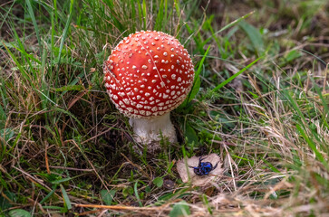Psychedelic red mushroom - fly agaric (
Amanita muscaria) 