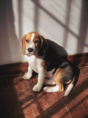 beagle puppy sitting on the floor