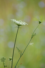 Wild carrot inflorescence closeup view with green blurry background