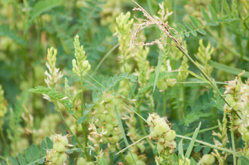 Chick-pea milk vetch in bloom closeup view with selective focus on foreground
