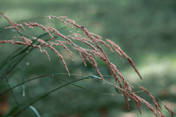 Graminées calamagrostis Karl foerster, fond d'écran vert, plante avec rosée du matin