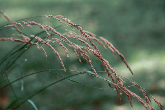 Graminées Calamagrostis Karl Foerster, Fond D'écran Vert, Plante Avec Rosée Du Matin