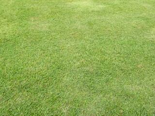 green grass background