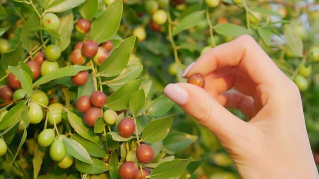 Fruits of ziziphus juba on the branches of trees in the garden close-up, ripe fruits of Chinese dates. Selective focus