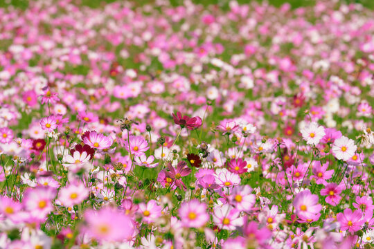 This is a photo of a cosmos field with cosmos filling the screen.