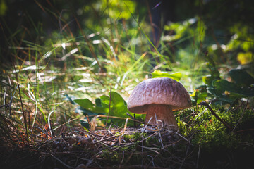 edible porcini mushroom in wood