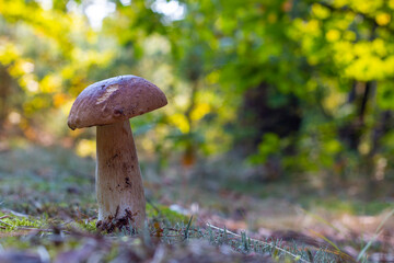 edible thin porcini mushroom grow in nature