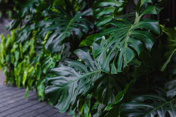 Giant Monstera leaves