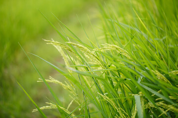 Rice flowers on field