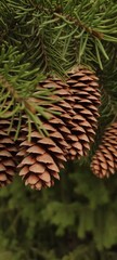 Autumn, the opened fir cones on green branches. Different weather conditions and under different lights.