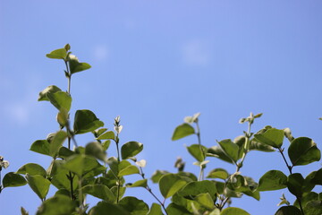 Obraz premium NATURE