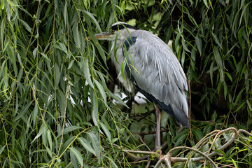 Grey Heron In The Tree
