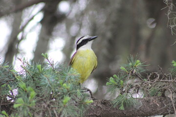 Fototapeta premium birds