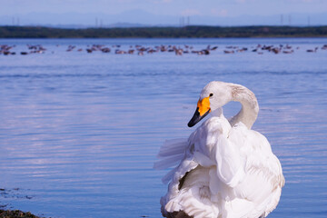 ウトナイ湖の白鳥（北海道苫小牧市）