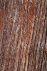 Obraz premium wood veins background
