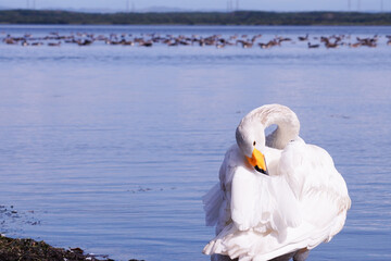 ウトナイ湖の白鳥（北海道苫小牧市）