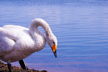 ウトナイ湖の白鳥（北海道苫小牧市）