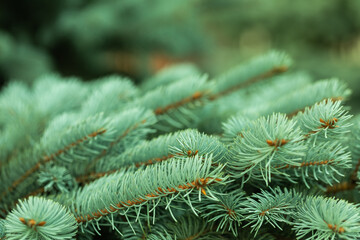 branches of an evergreen tree with needles. Spruce tree for Christmas. Element of decor and design, place for inscription
