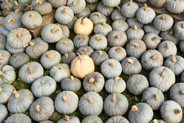 Many blue Kuri squashes with pale bluish skin