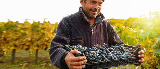 Farmer working in the vineyards during the harvest in the morning holding the box of grapes for...