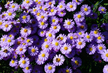 Purple perennial aster flowers with honey bees. Autumn aster flowers background.