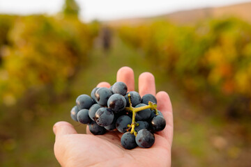 Close up photo of a man hand holding one small bunch of blue ripe grape juice-rich to make testy wine from it.